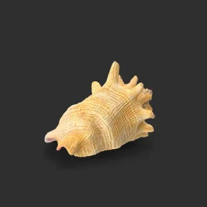 Conch Shell